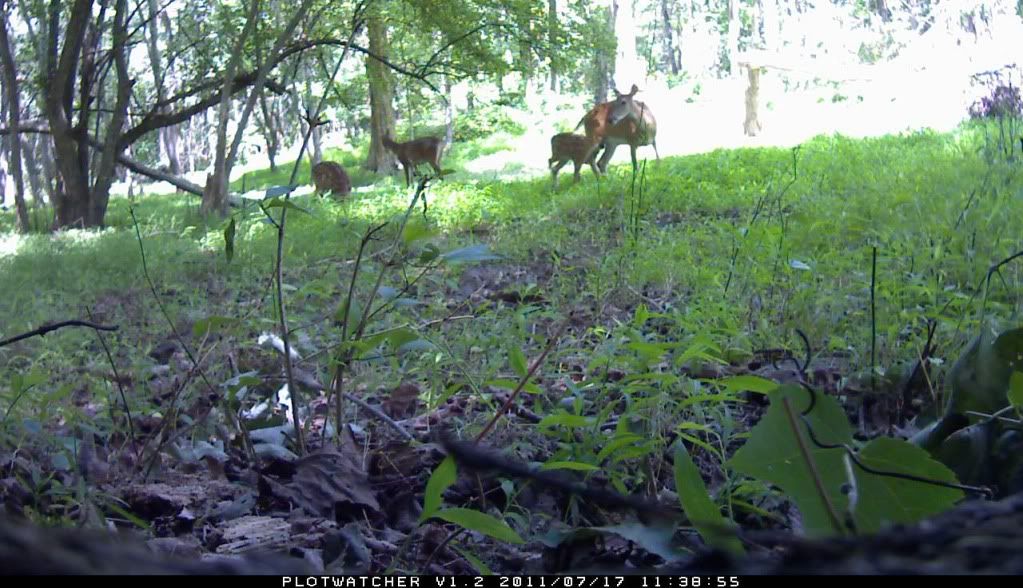PlotWatcher Camera Review (Pics) New Jersey Hunters