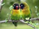 love birds