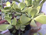 jade plant 2
