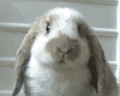 Gifs Animados de Conejos - Imagenes Animadas de Conejos
