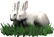 Gifs Animados de Conejos - Imagenes Animadas de Conejos
