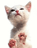 Gifs Animados de Gatos - Imagenes Animadas de Gatos