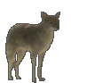 Gifs Animados de Lobos - Imagenes Animadas de Lobos