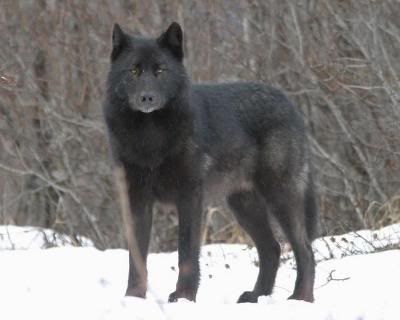 z83891880.jpg Black Wolf image by horsedog324