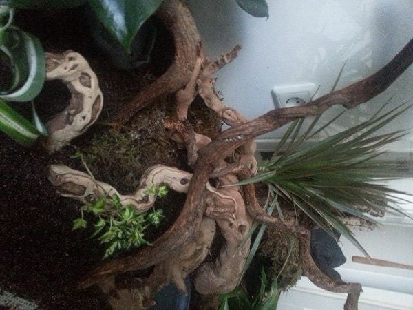 Bild