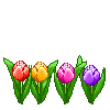 tulips36.gif picture by 
sagri11