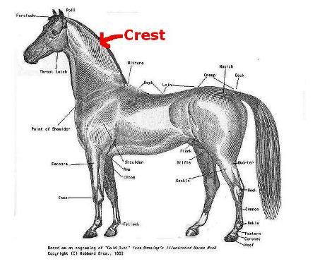 nuchal anatomy