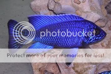 Perth Cichlid Society Forums