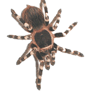 Gifs Animados de Arañas - Imagenes Animadas de Arañas