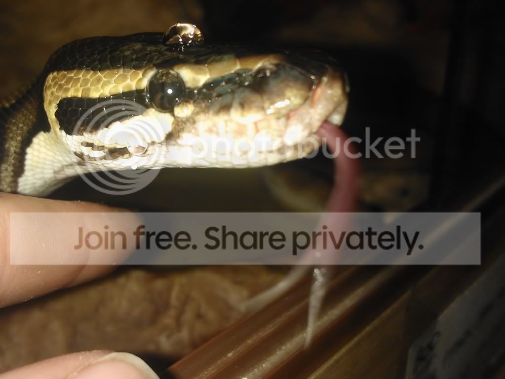 Royal Python Caresheet | Reptile Forums